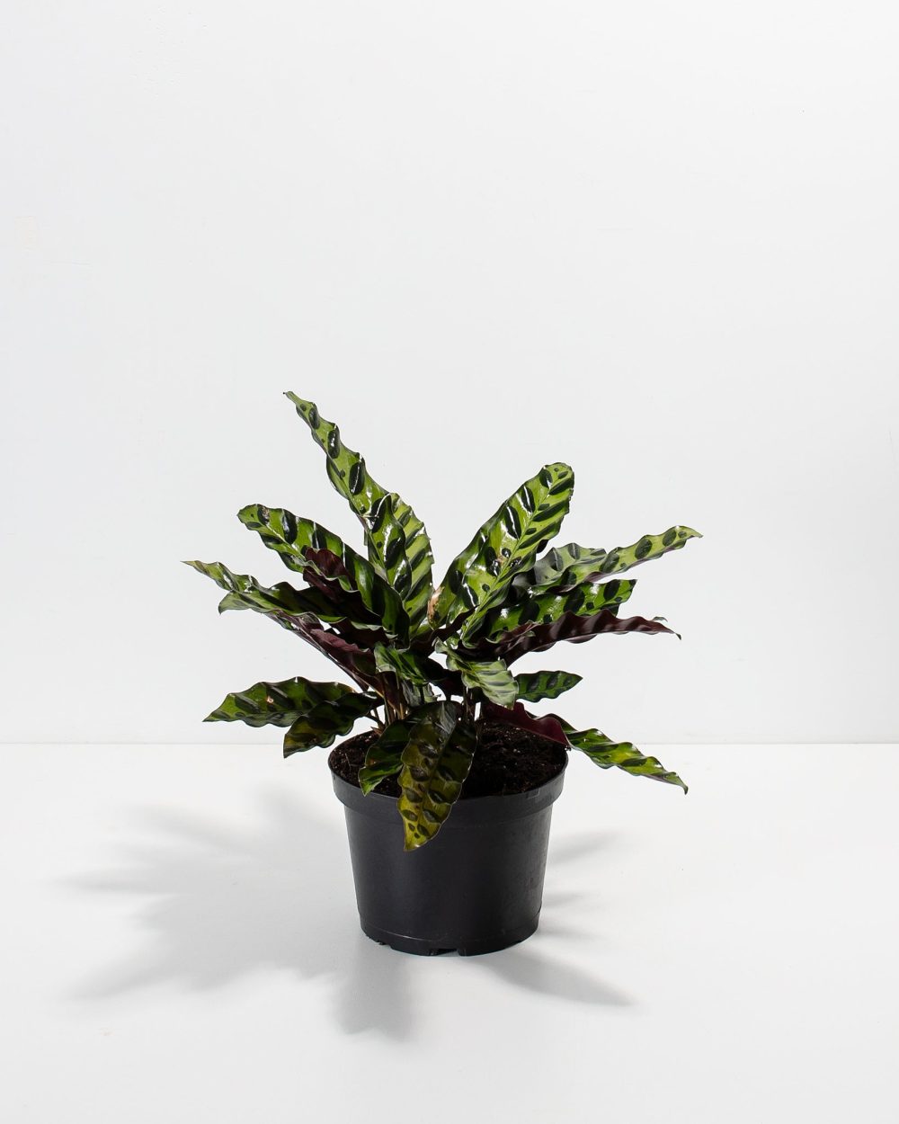 Calathea Rattlesnake - Image 16