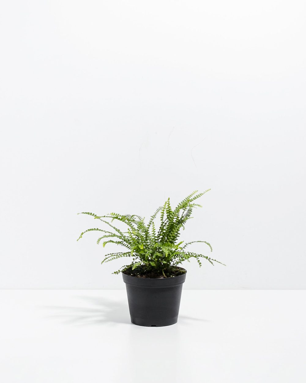 Lemon Button Fern - Image 6