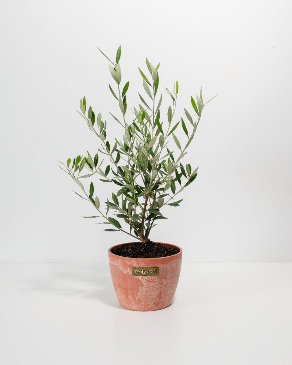 Indoor Olive Tree - Image 5