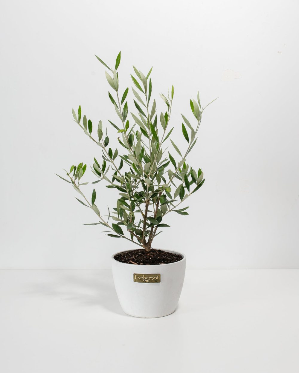 Indoor Olive Tree - Image 3
