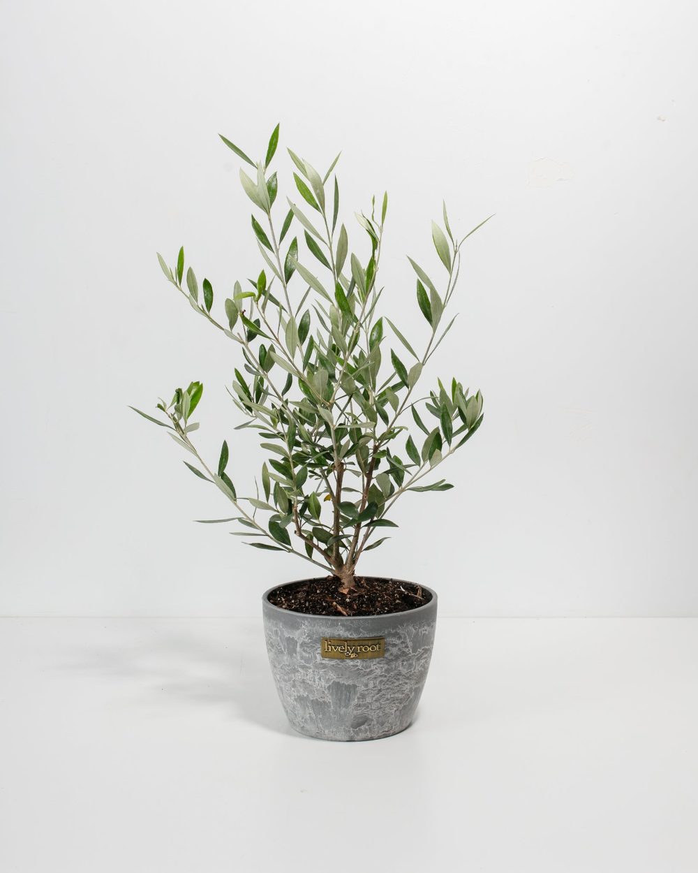 Indoor Olive Tree - Image 4