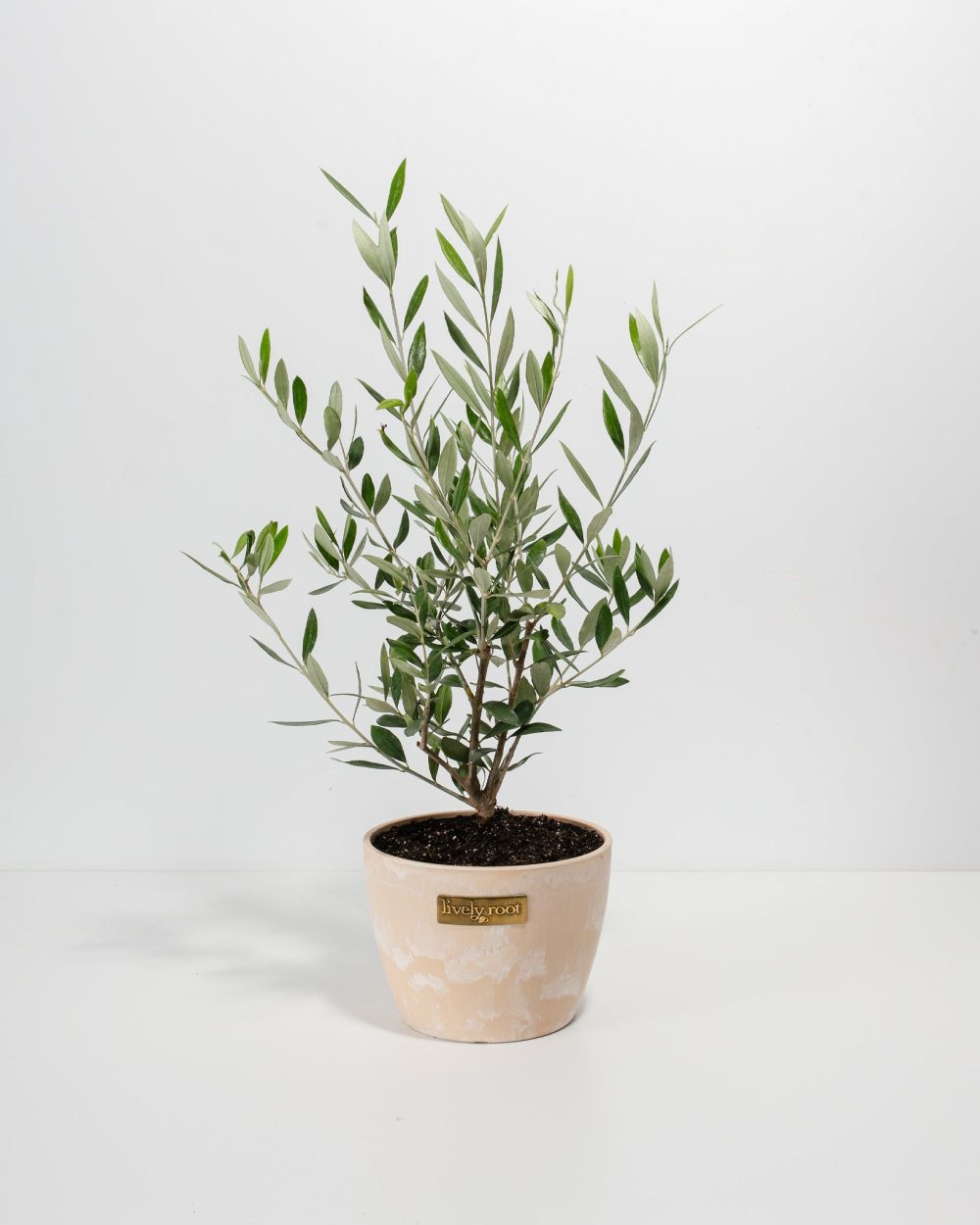 Indoor Olive Tree - Image 6