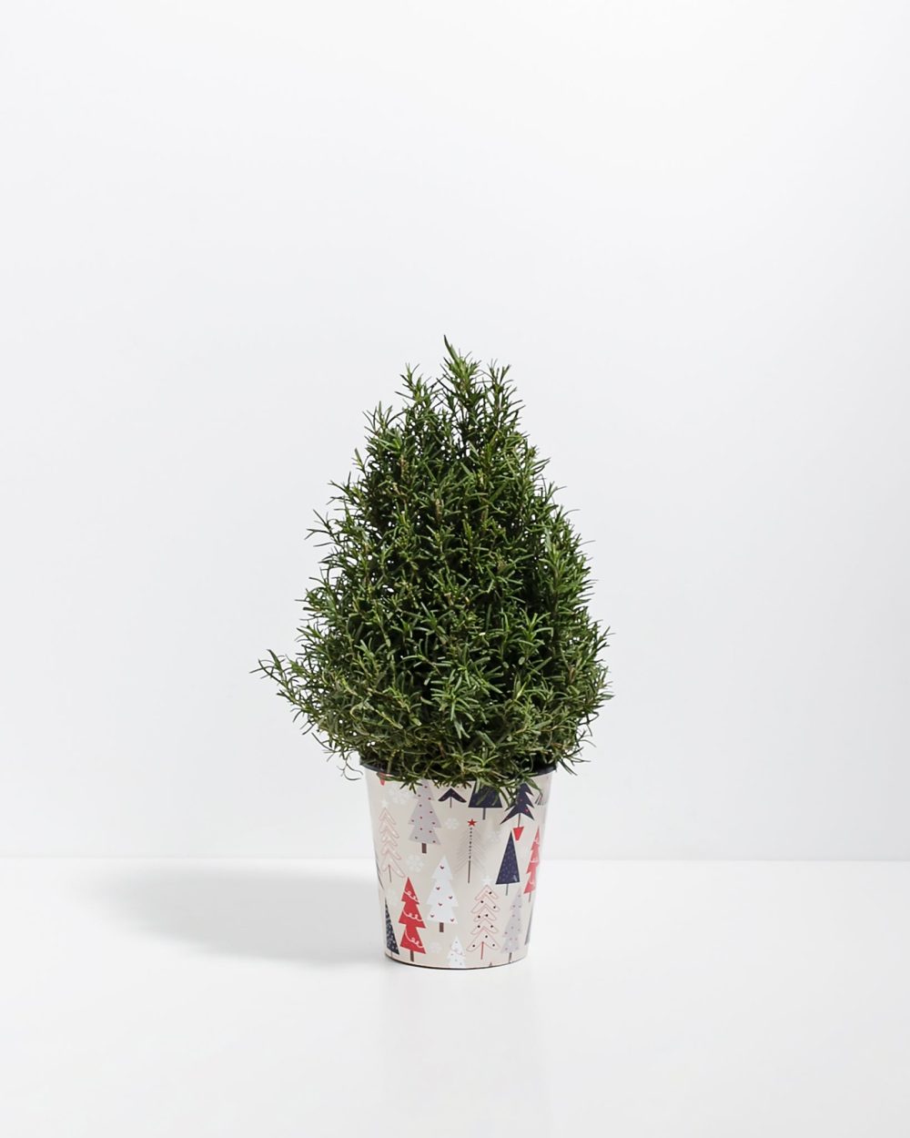 Rosemary Christmas Tree - Image 7
