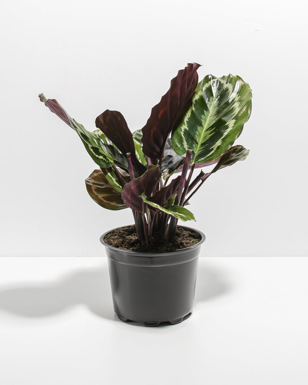 Peacock Plant (Calathea) - Image 13
