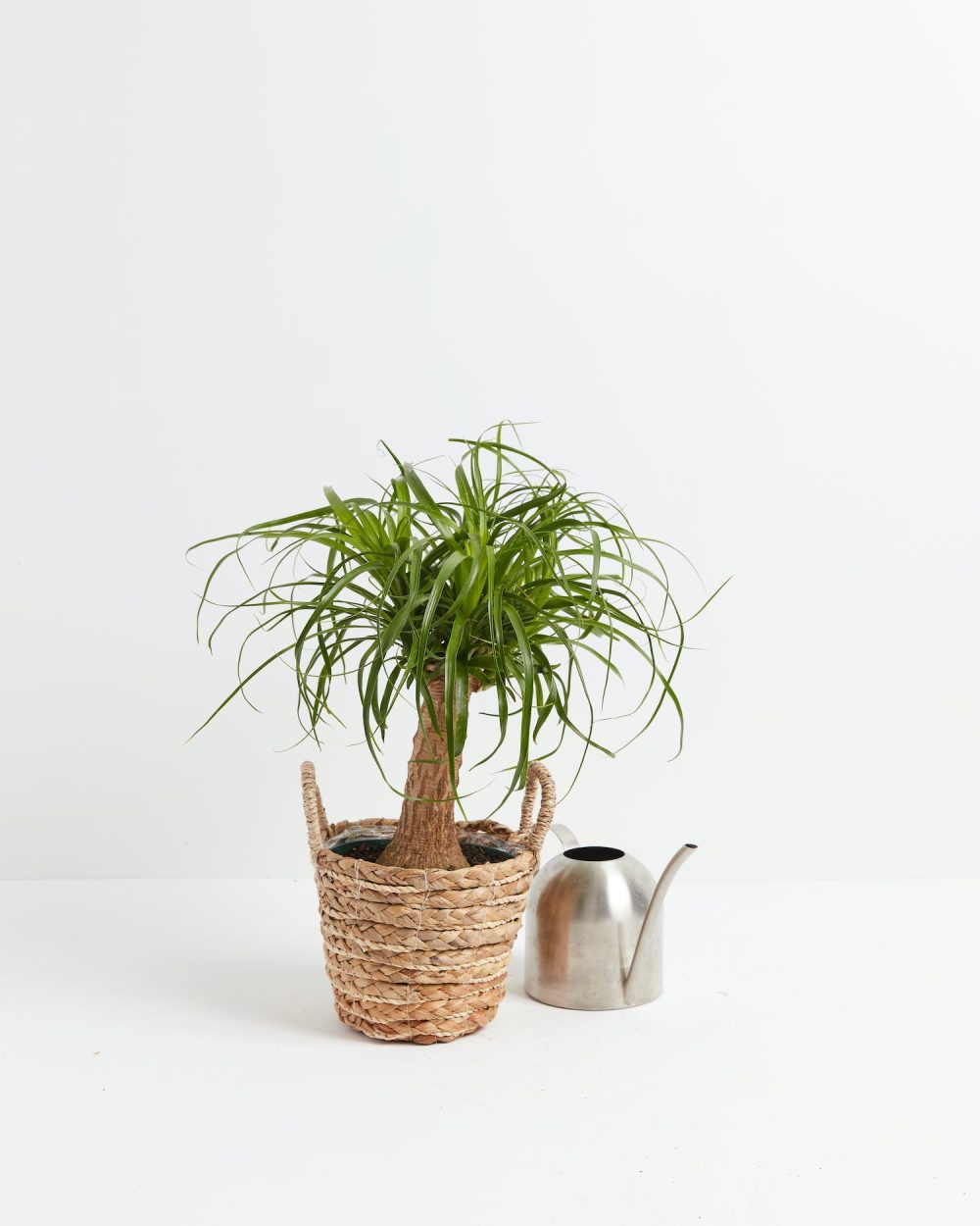 Ponytail Palm Tree - Image 7