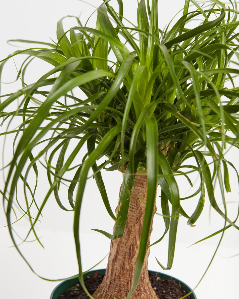 Ponytail Palm Tree - Image 5
