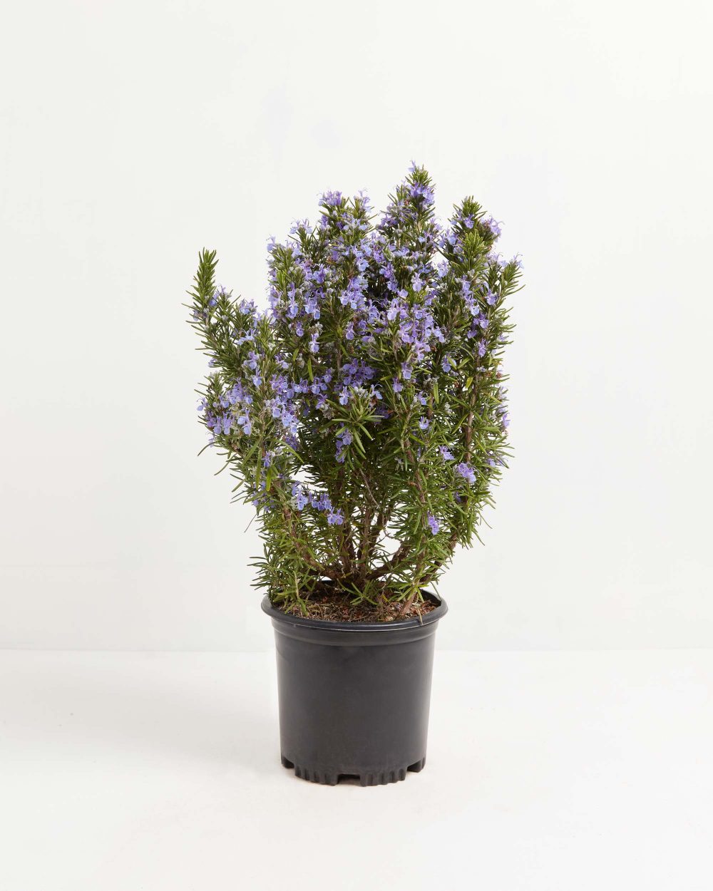 Tuscan Blue Rosemary - Image 9
