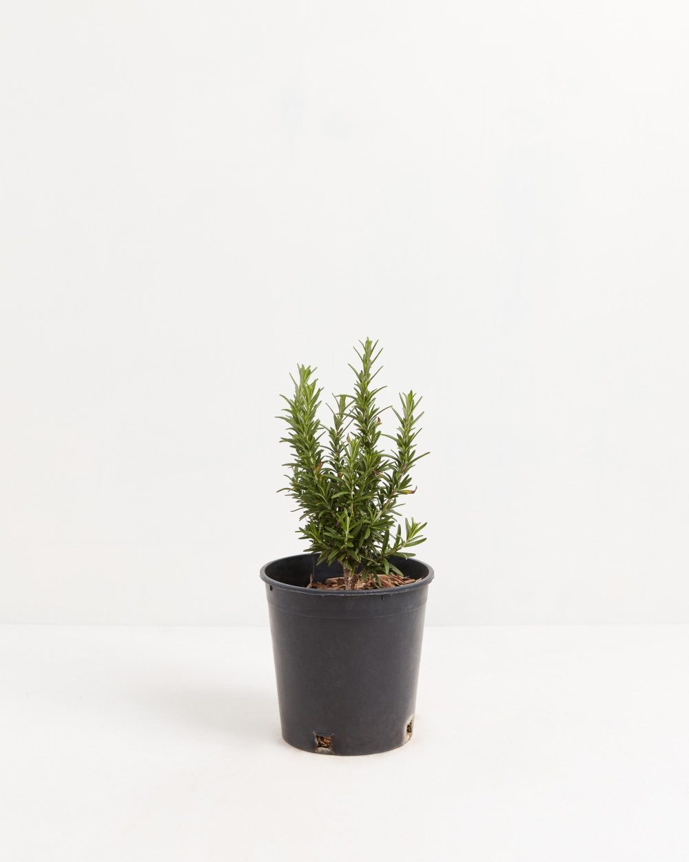 Tuscan Blue Rosemary - Image 11