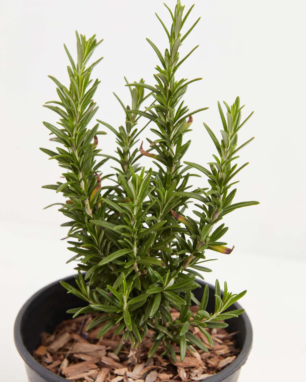 Tuscan Blue Rosemary - Image 8