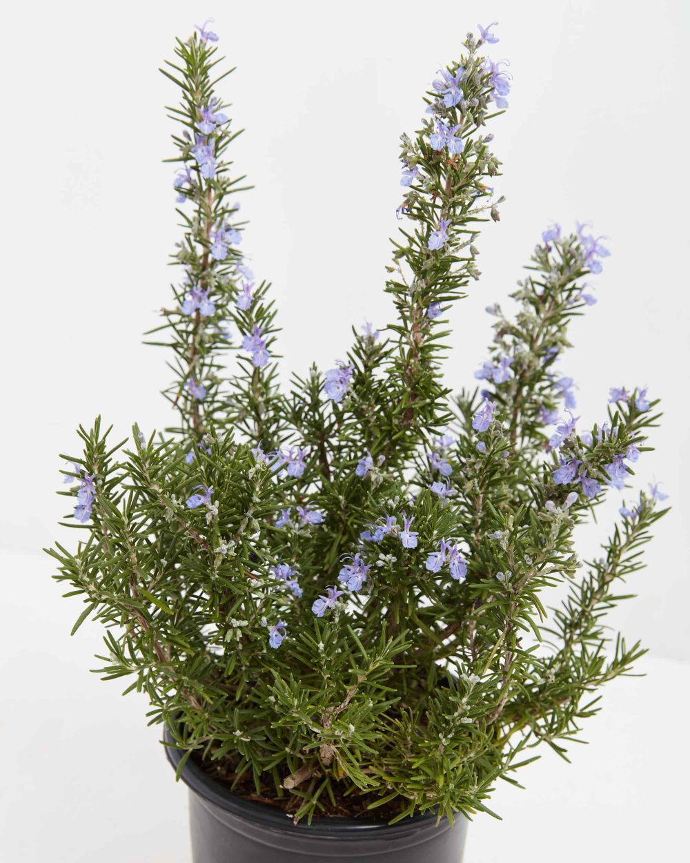 Tuscan Blue Rosemary - Image 5