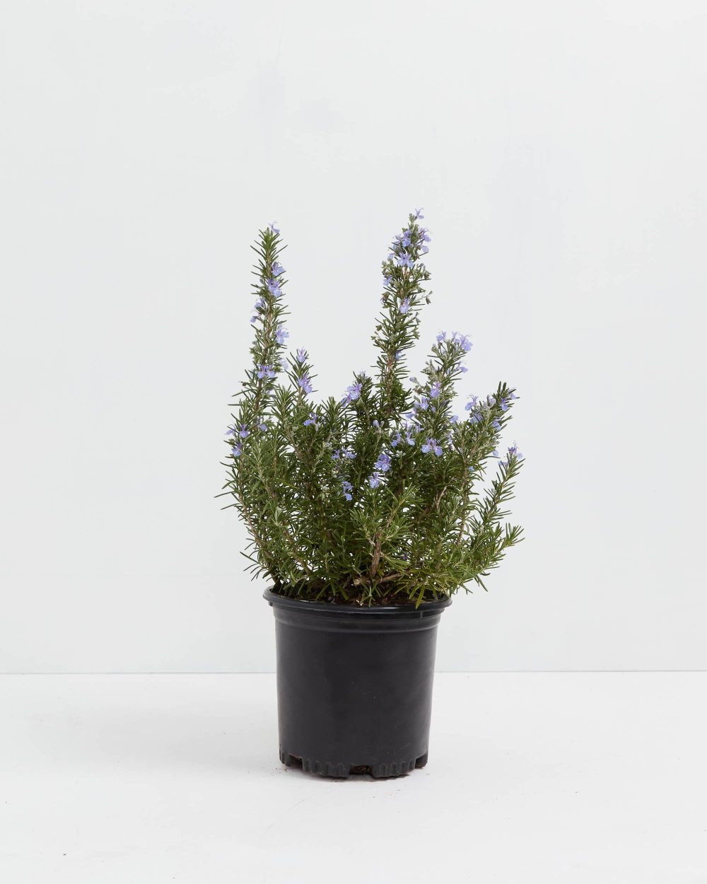 Tuscan Blue Rosemary - Image 10