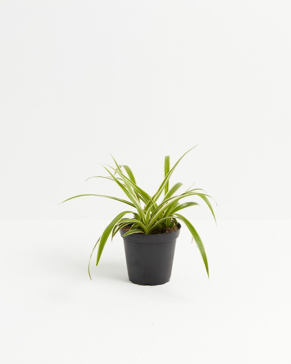 Spider Plant - Image 6