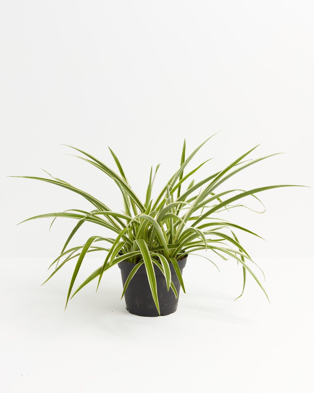 Spider Plant - Image 7