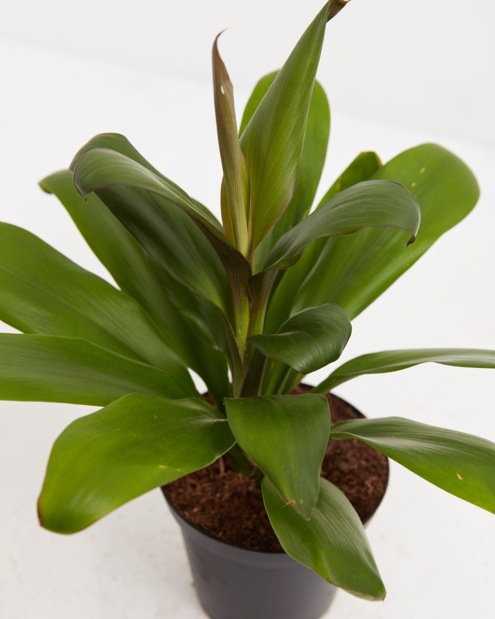 Cordyline fruticosa glauca (Good Luck Plant) - Image 4