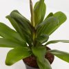 Cordyline fruticosa glauca (Good Luck Plant) - Image 4
