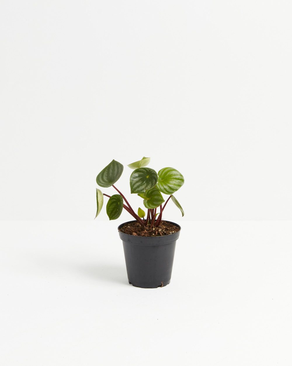 Watermelon Peperomia - Image 7