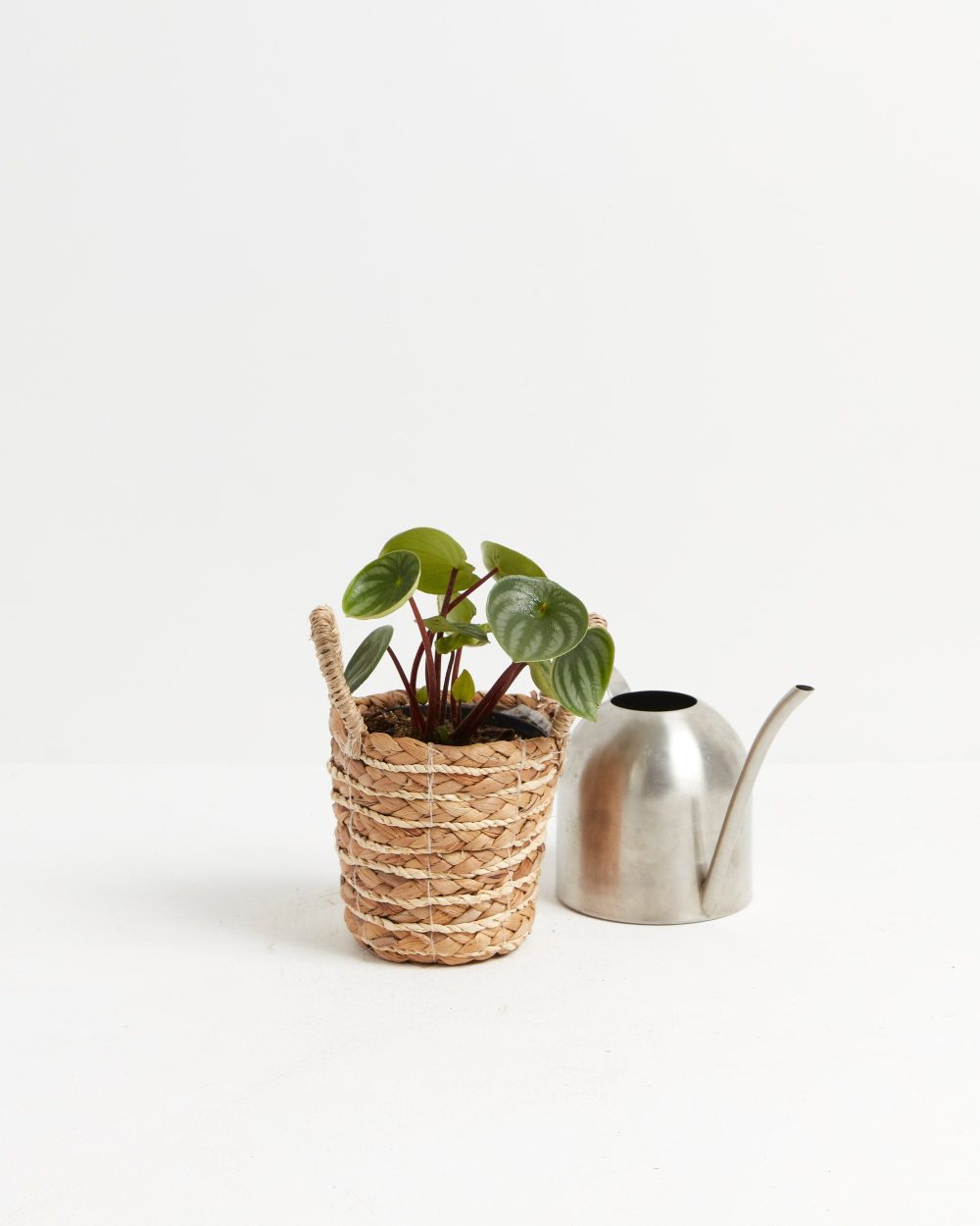 Watermelon Peperomia - Image 4