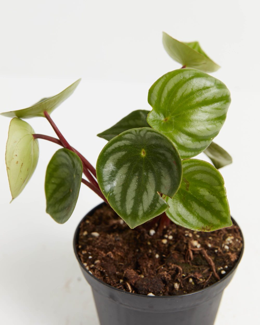 Watermelon Peperomia - Image 5