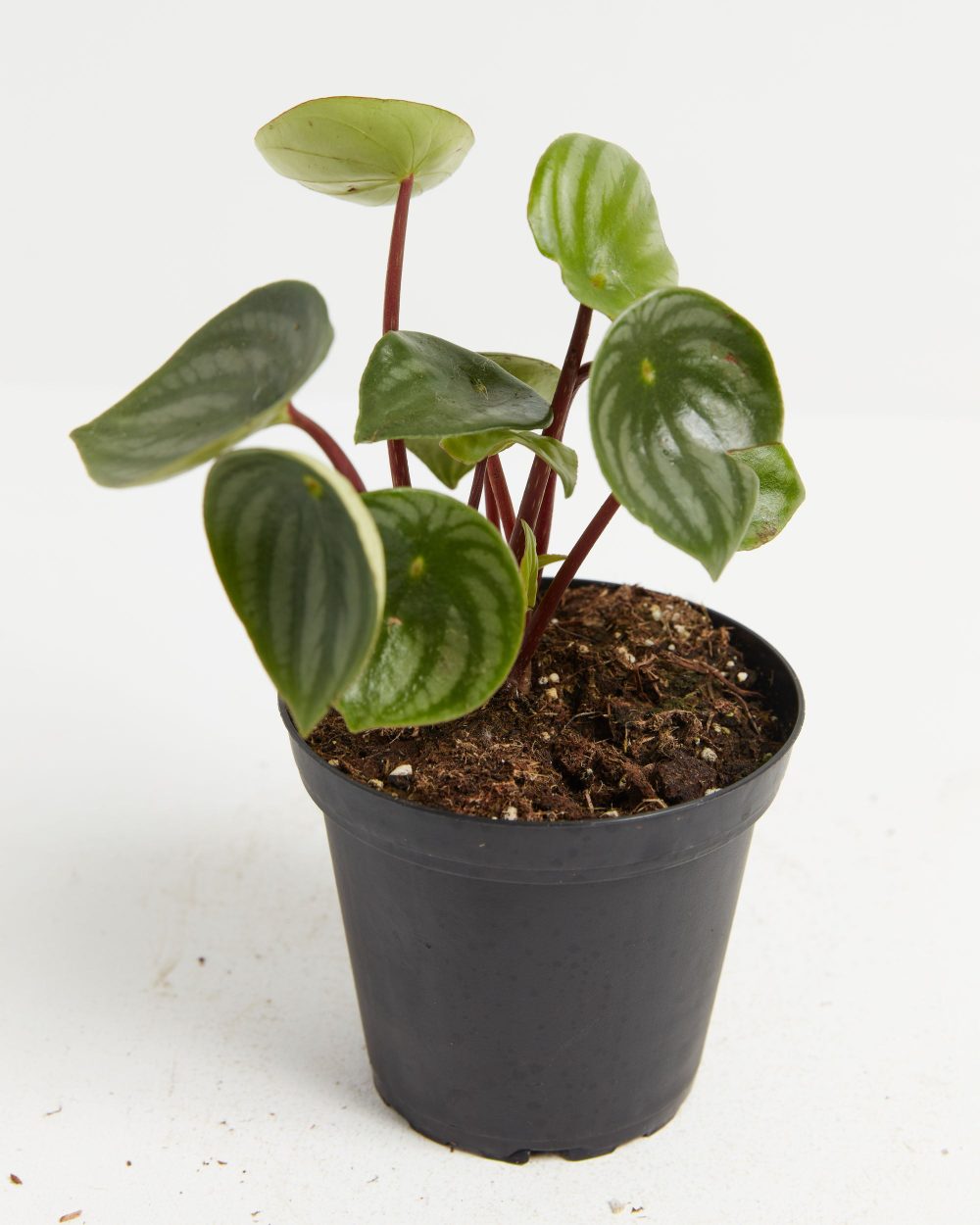 Watermelon Peperomia - Image 6