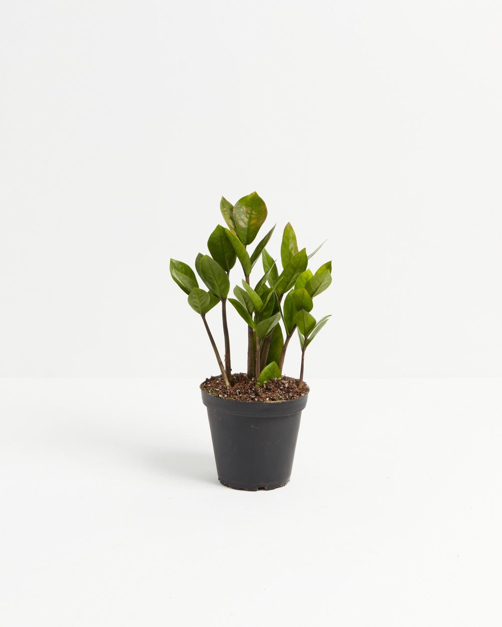 ZZ Plant - Image 8