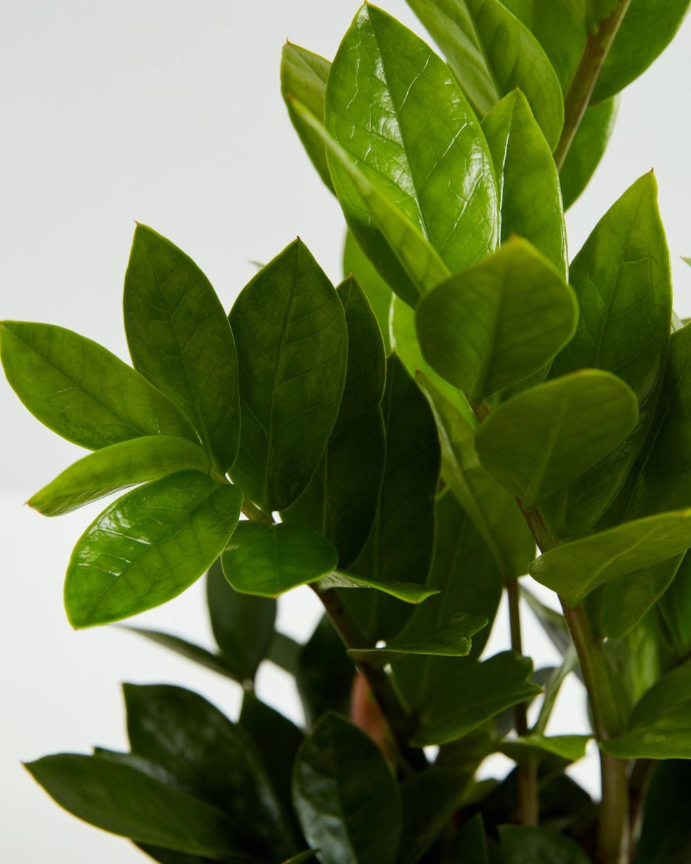 ZZ Plant - Image 4