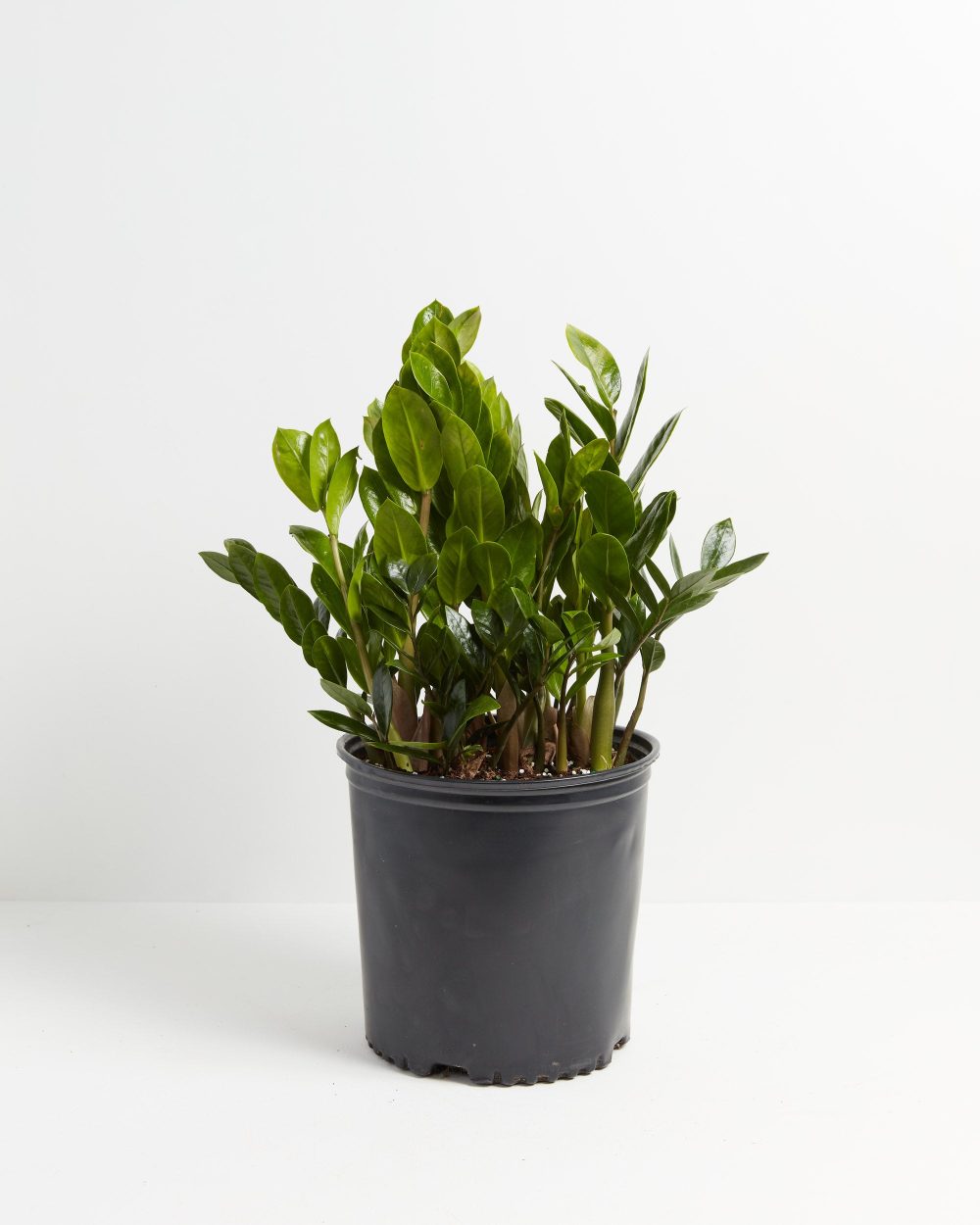 ZZ Plant - Image 6