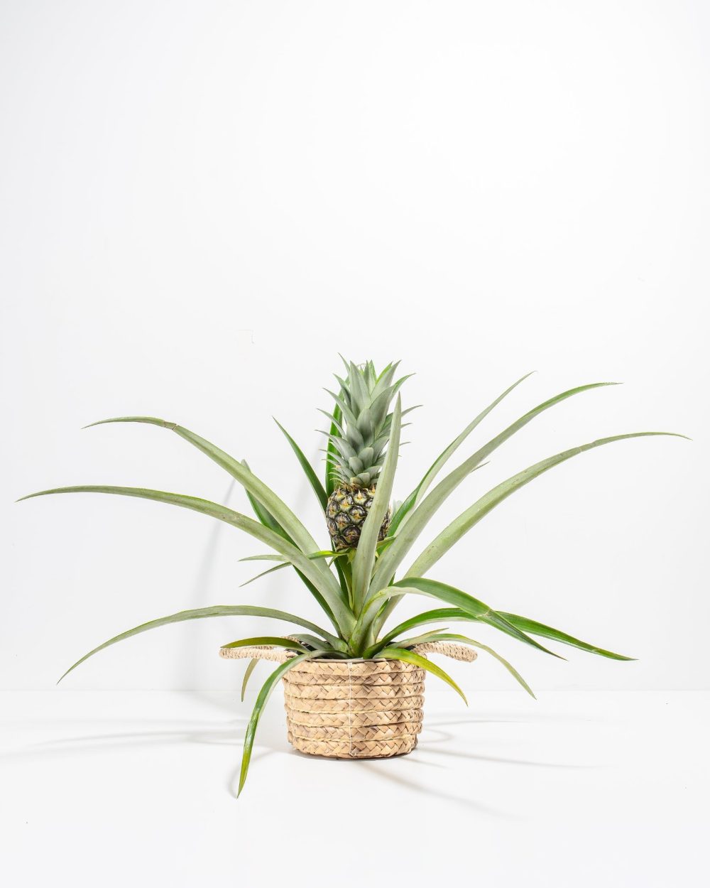 Pineapple Plant - Image 18