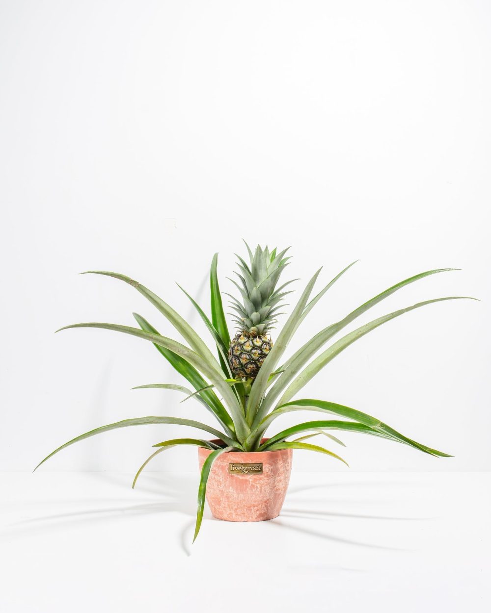 Pineapple Plant - Image 14