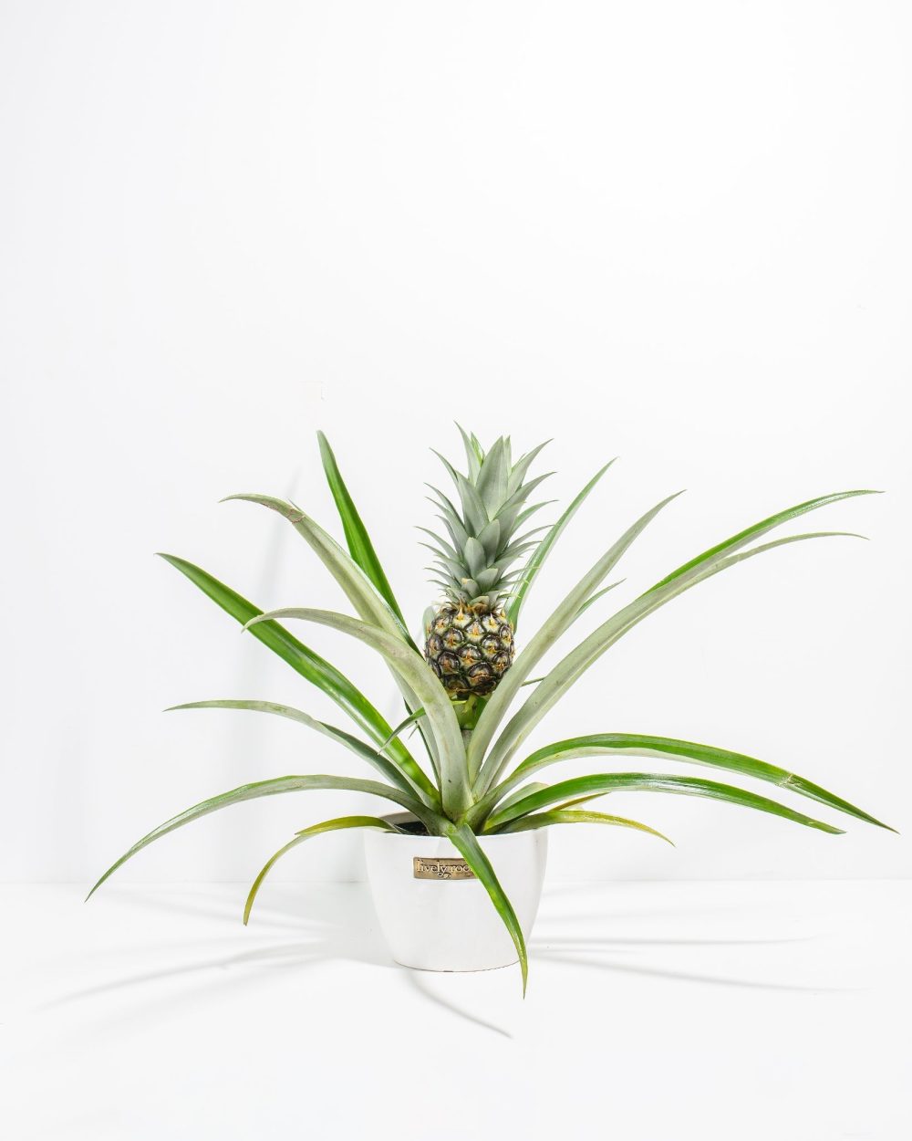 Pineapple Plant - Image 19