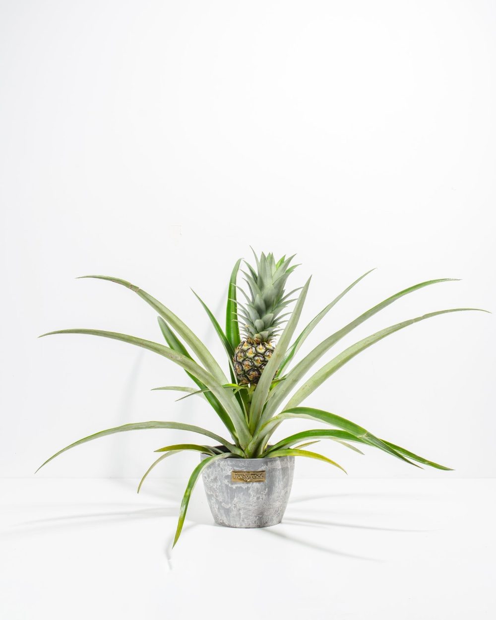 Pineapple Plant - Image 13