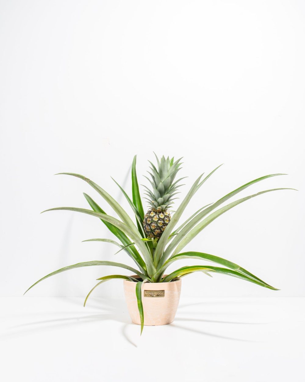 Pineapple Plant - Image 15