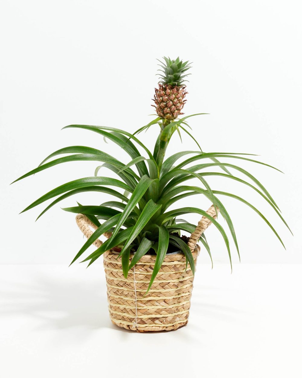 Pineapple Plant - Image 16