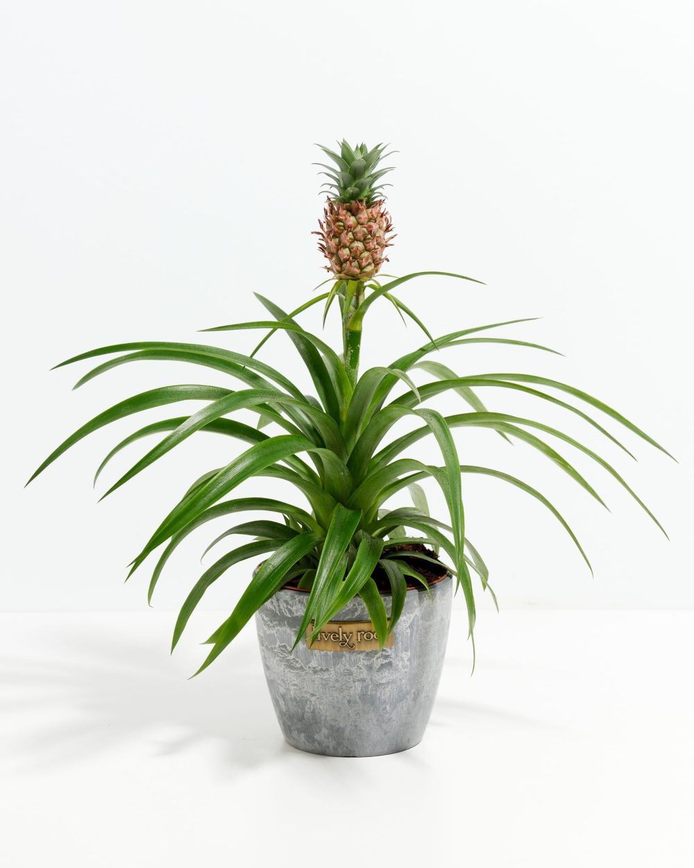 Pineapple Plant - Image 11