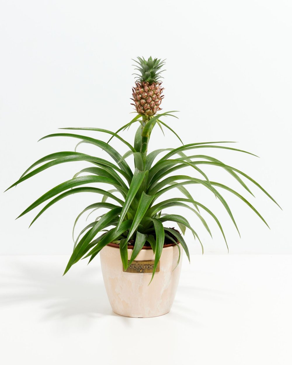 Pineapple Plant - Image 12