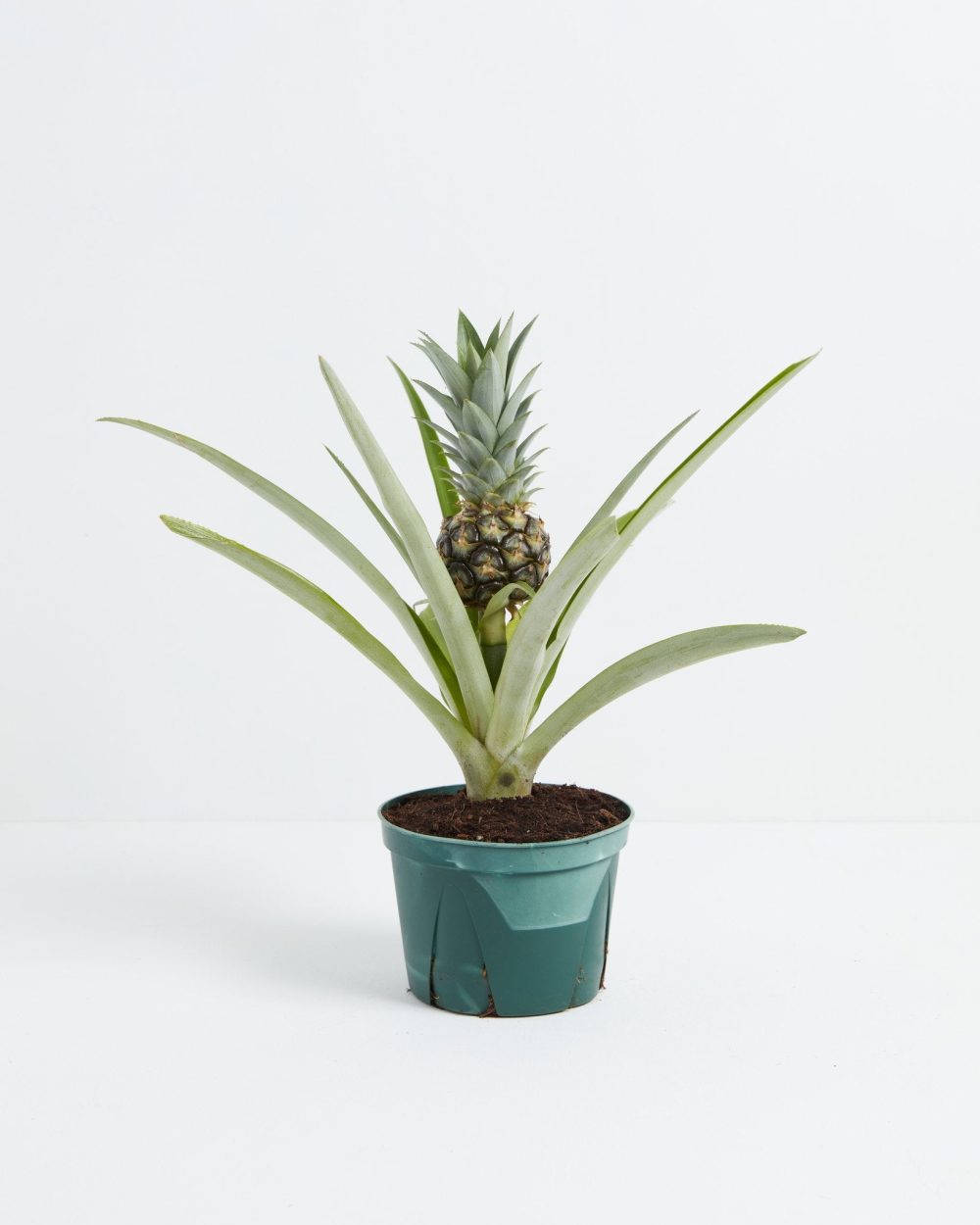 Pineapple Plant - Image 5