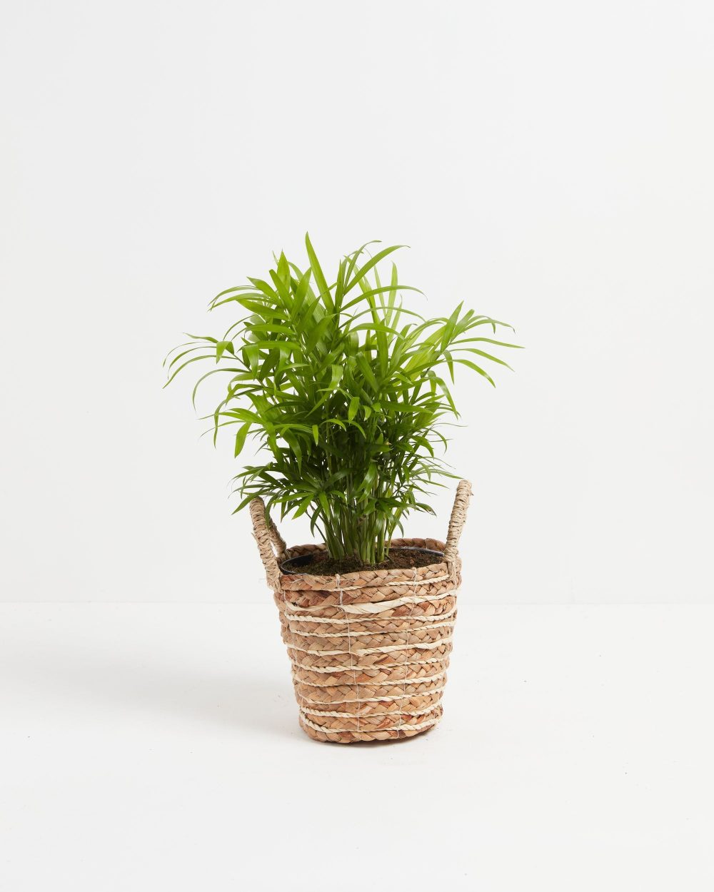 Neanthe Bella Palm - Image 18