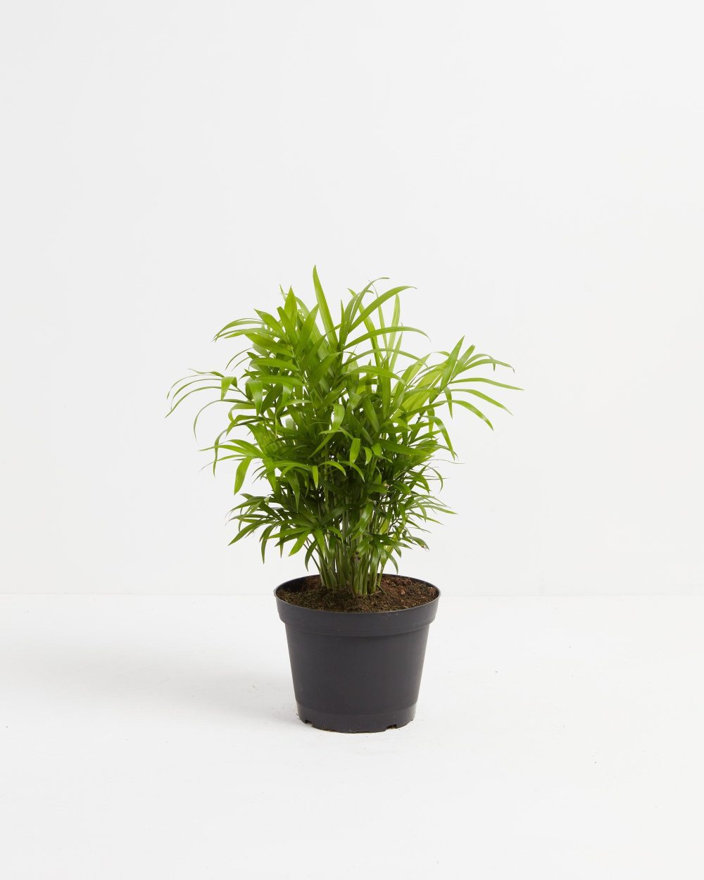 Neanthe Bella Palm - Image 6