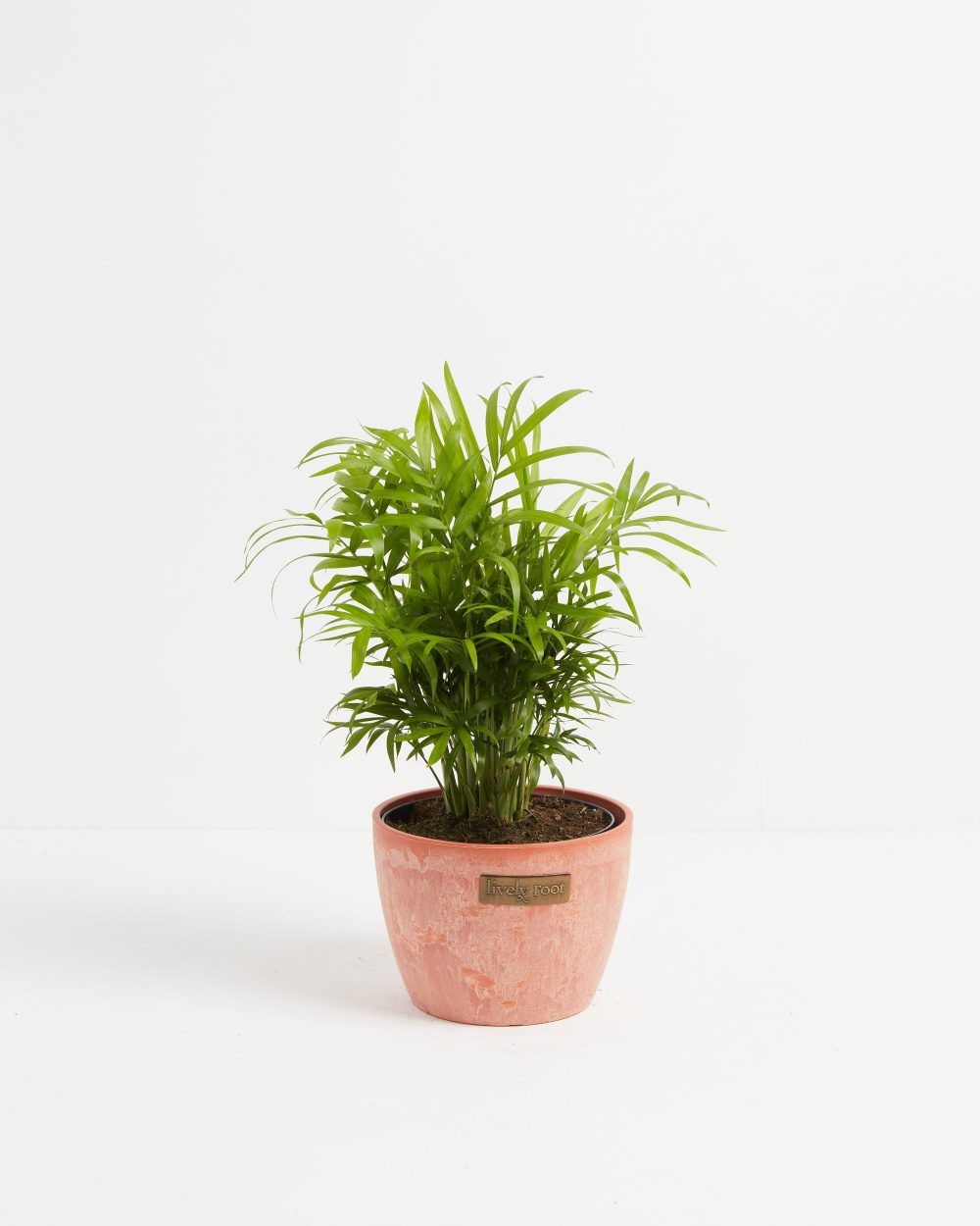 Neanthe Bella Palm - Image 15