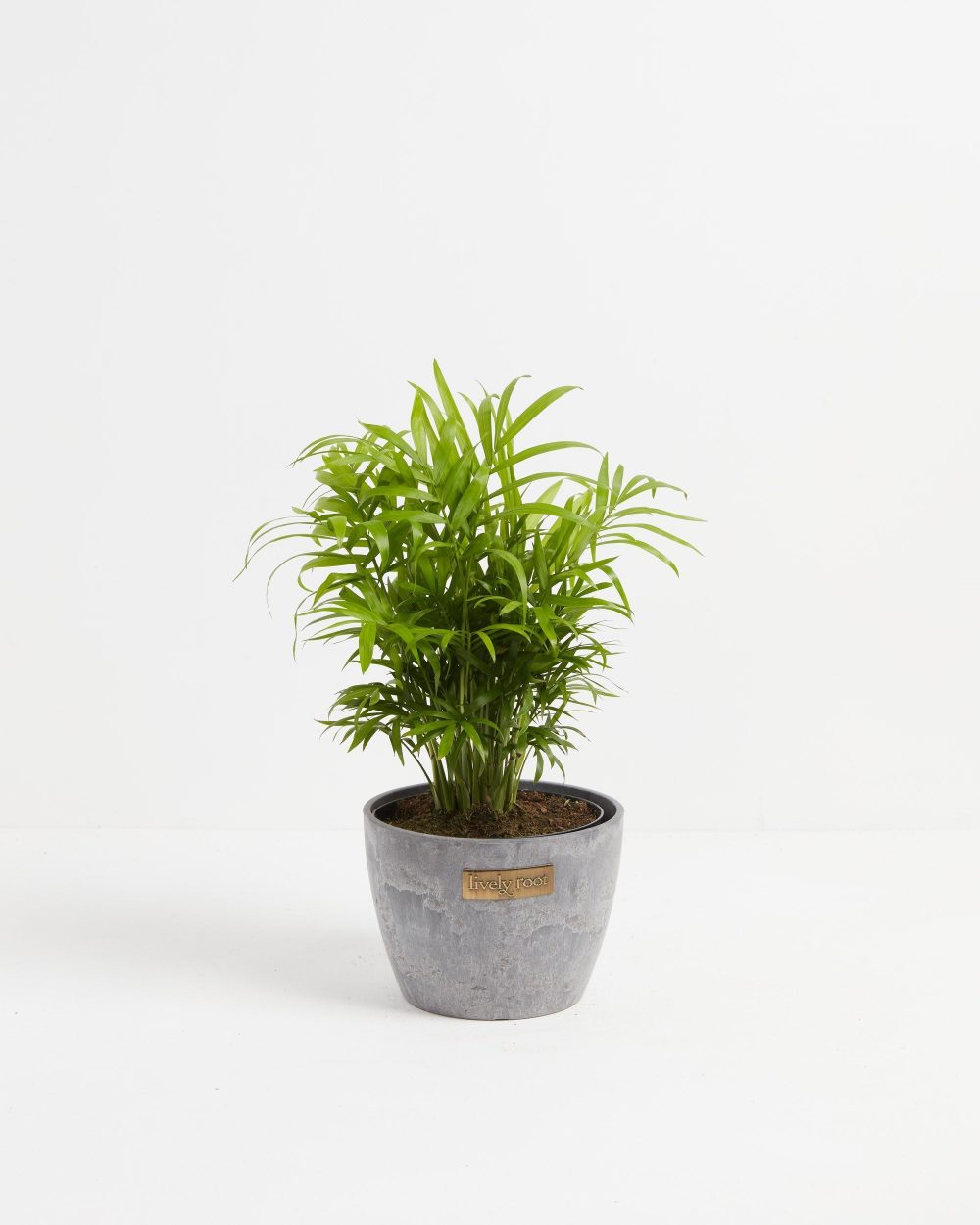 Neanthe Bella Palm - Image 14