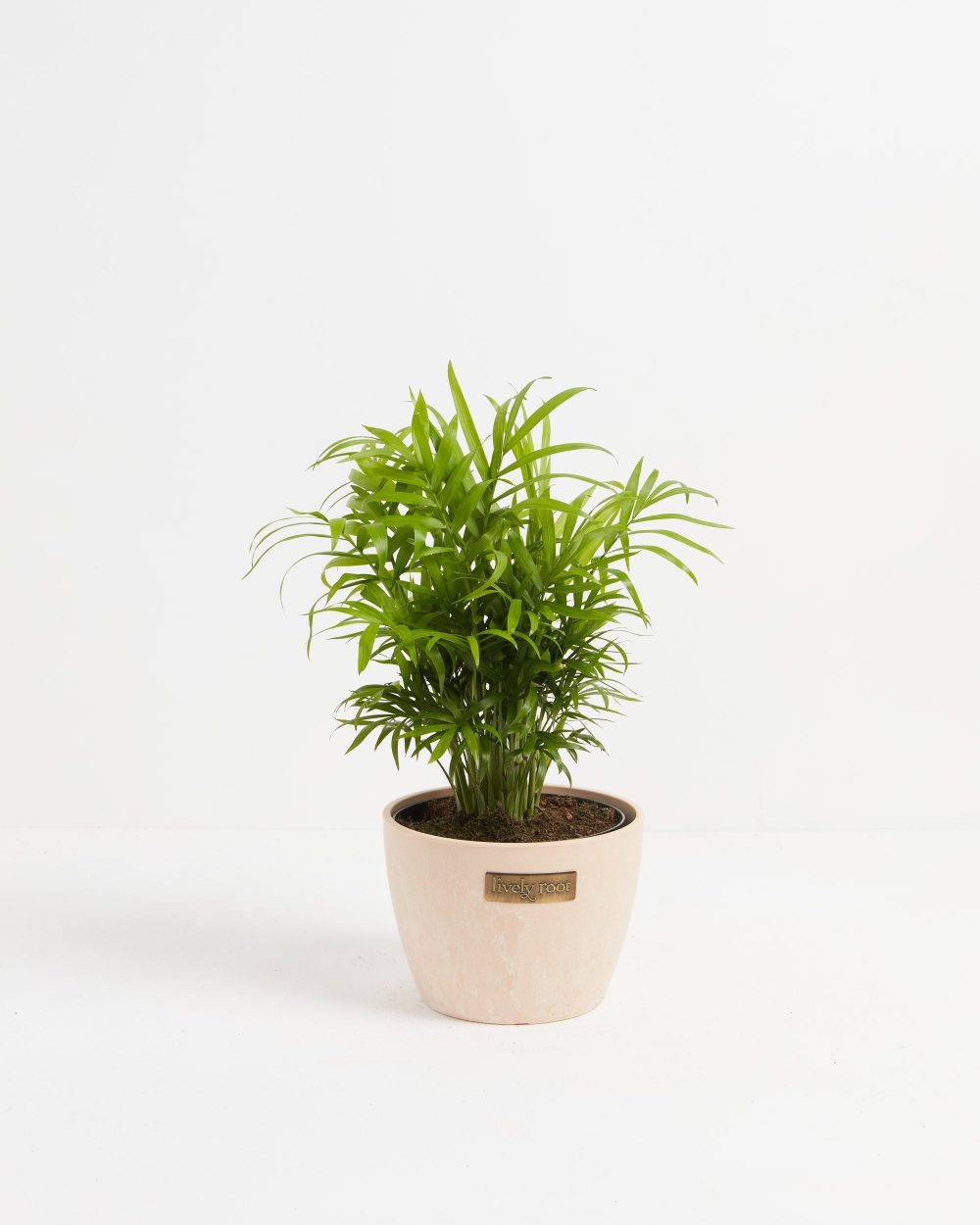 Neanthe Bella Palm - Image 16