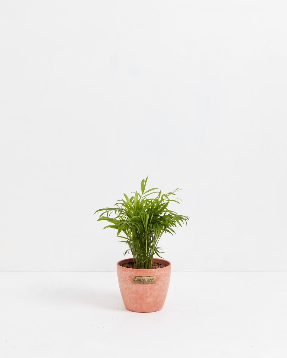 Neanthe Bella Palm - Image 11