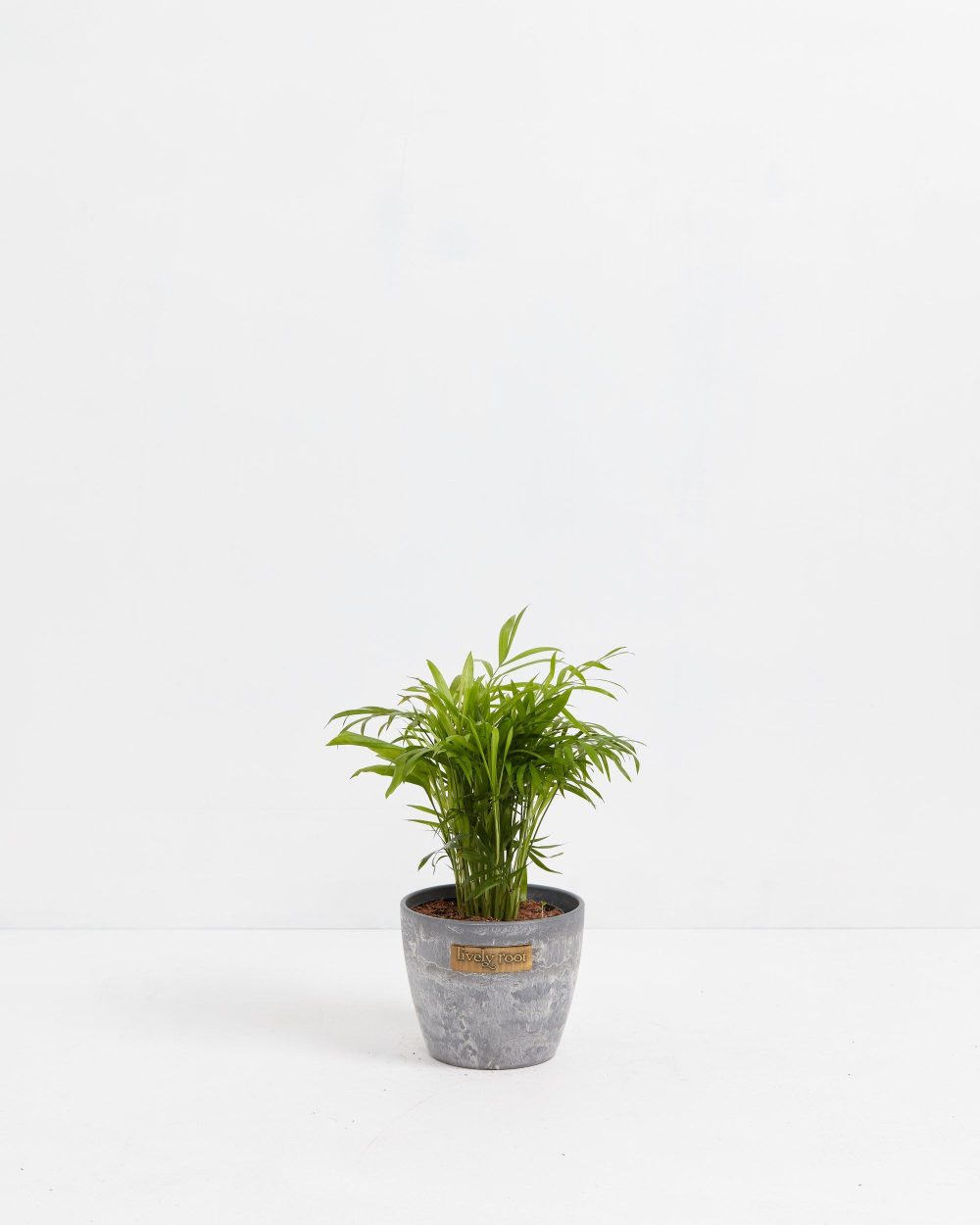Neanthe Bella Palm - Image 10