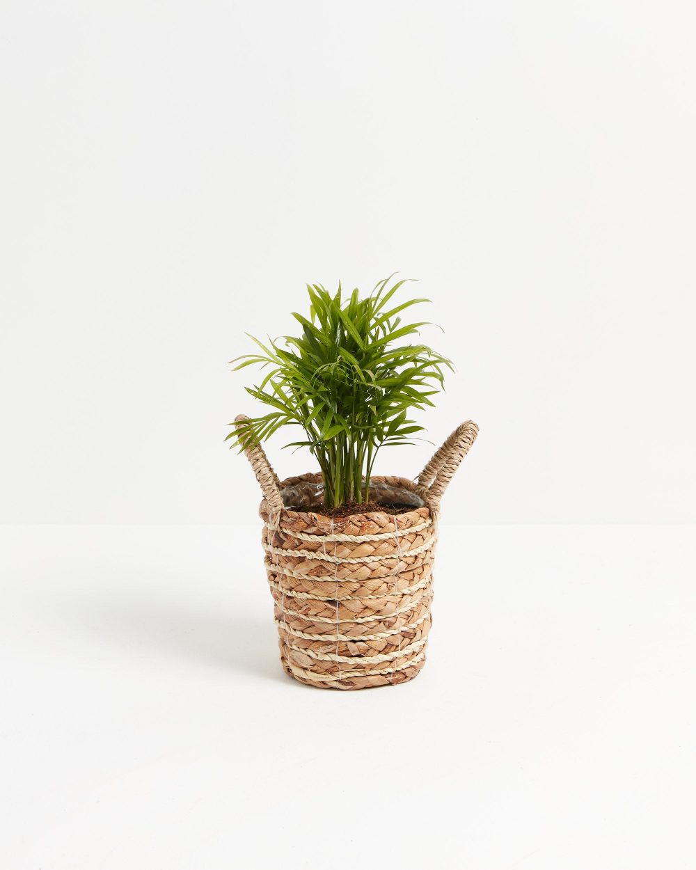 Neanthe Bella Palm - Image 17