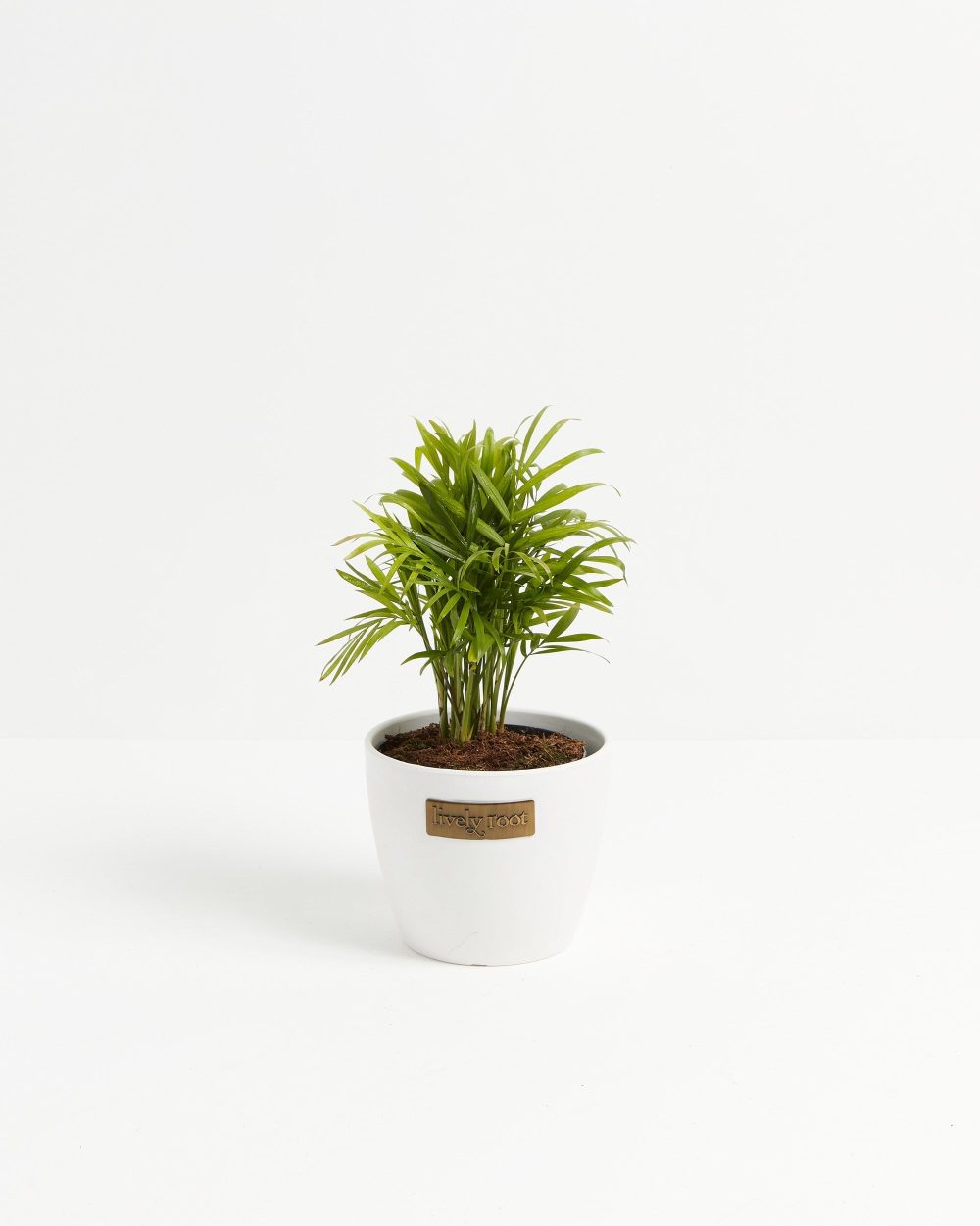Neanthe Bella Palm - Image 9