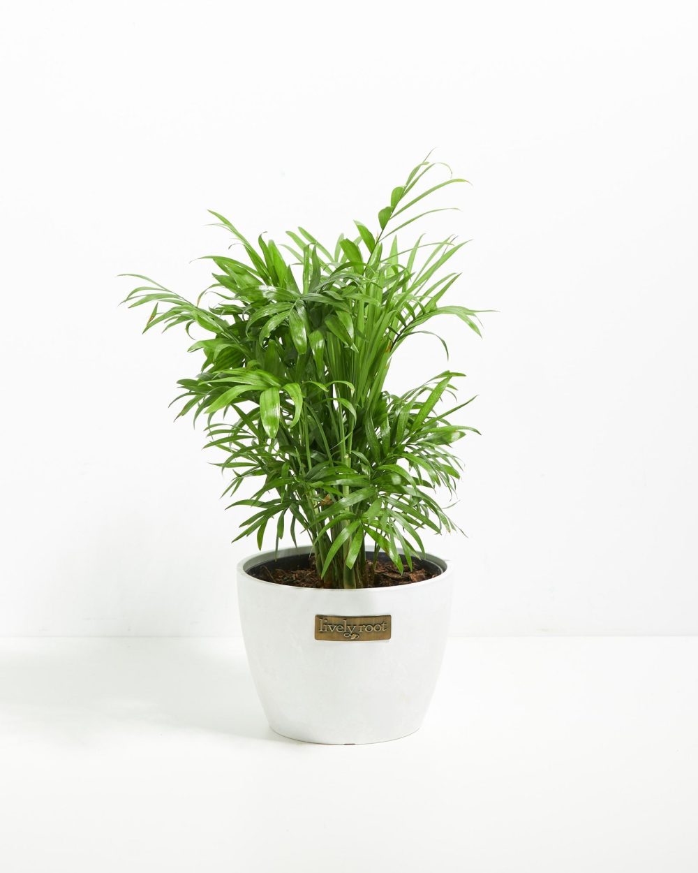 Neanthe Bella Palm - Image 13