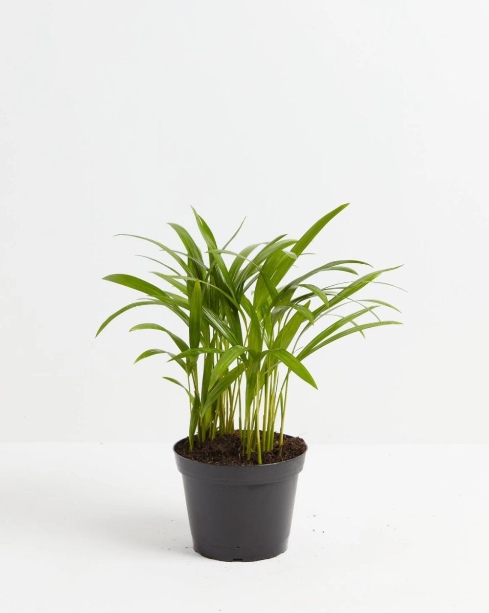 Areca Palm Indoor Tree - Image 8