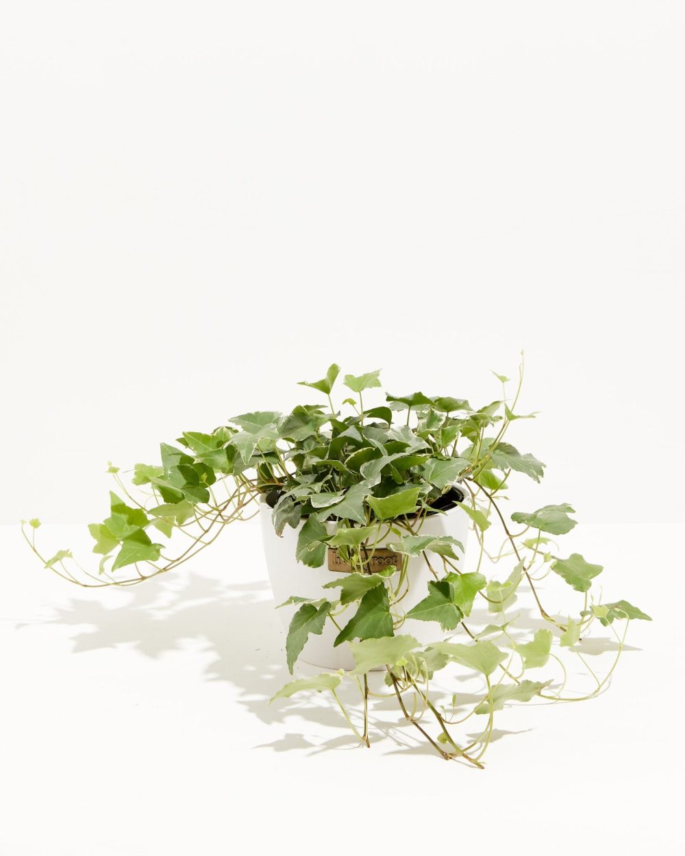 English Ivy Glacier - Image 18