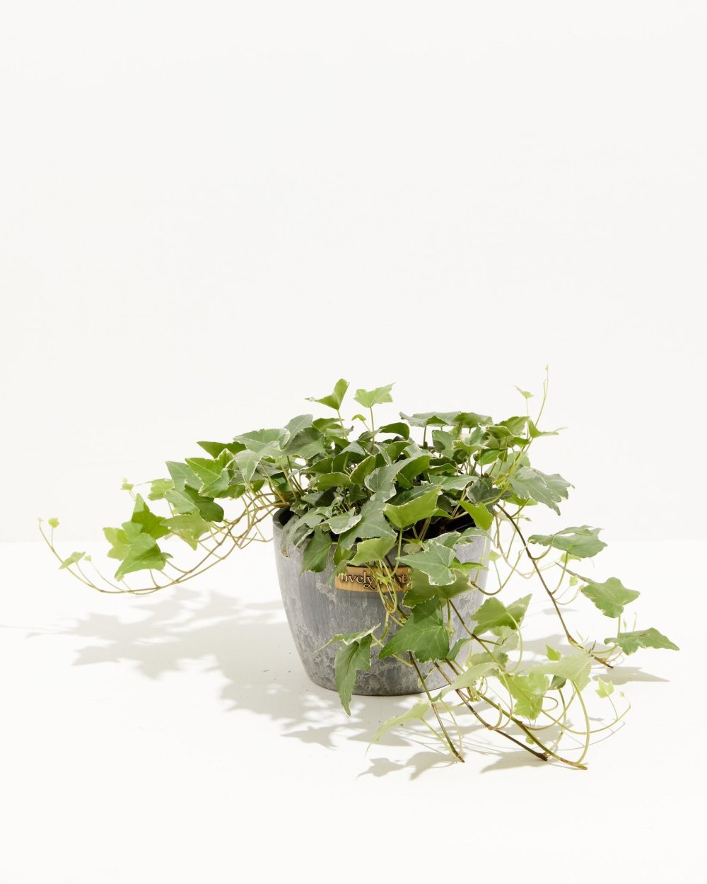 English Ivy Glacier - Image 19