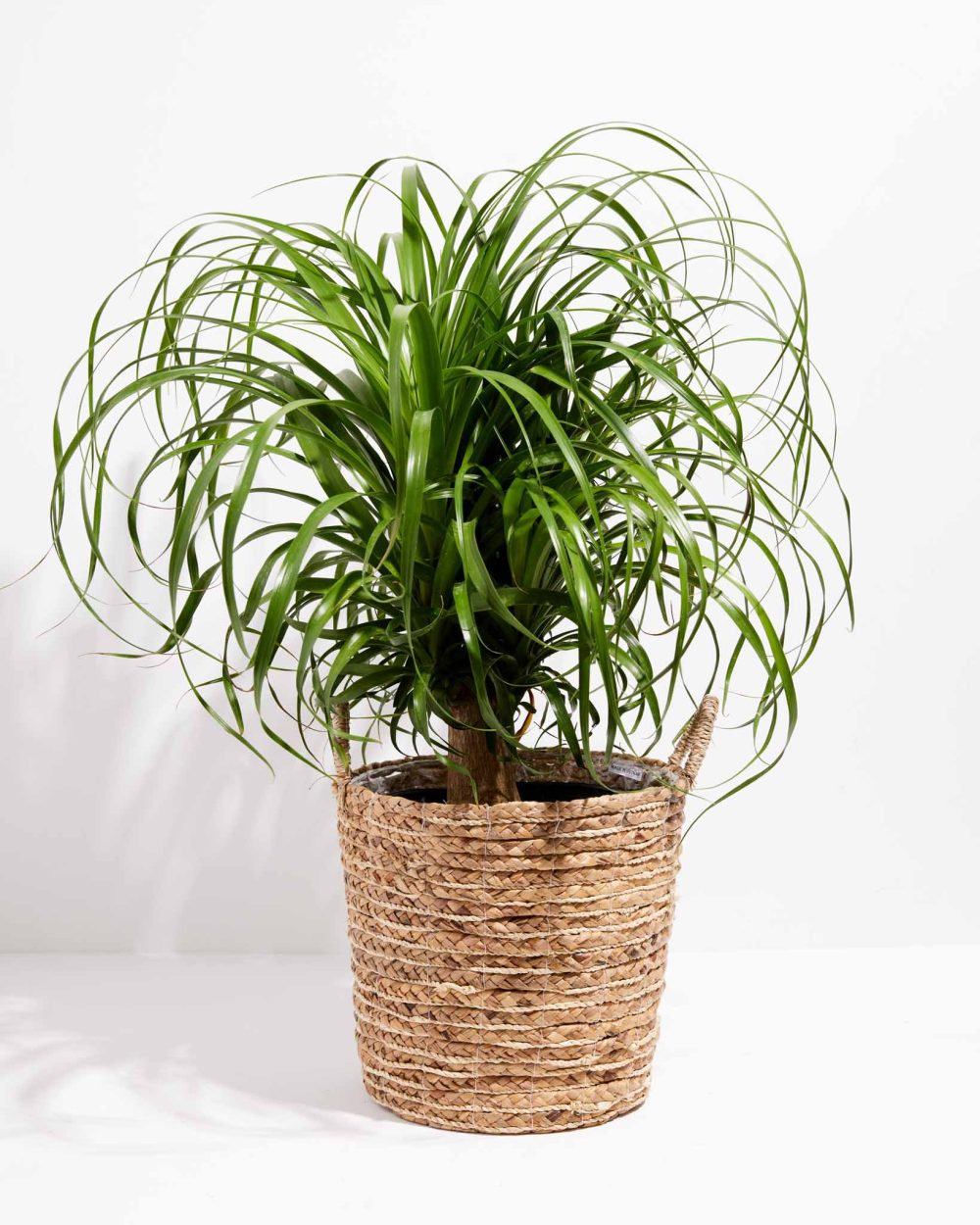 Ponytail Palm Tree - Image 31
