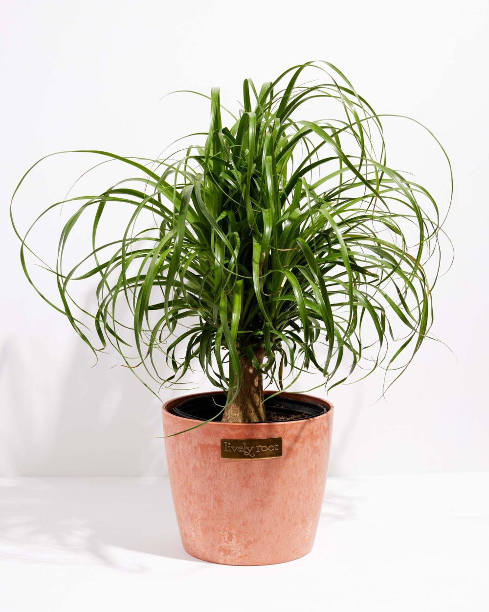 Ponytail Palm Tree - Image 27